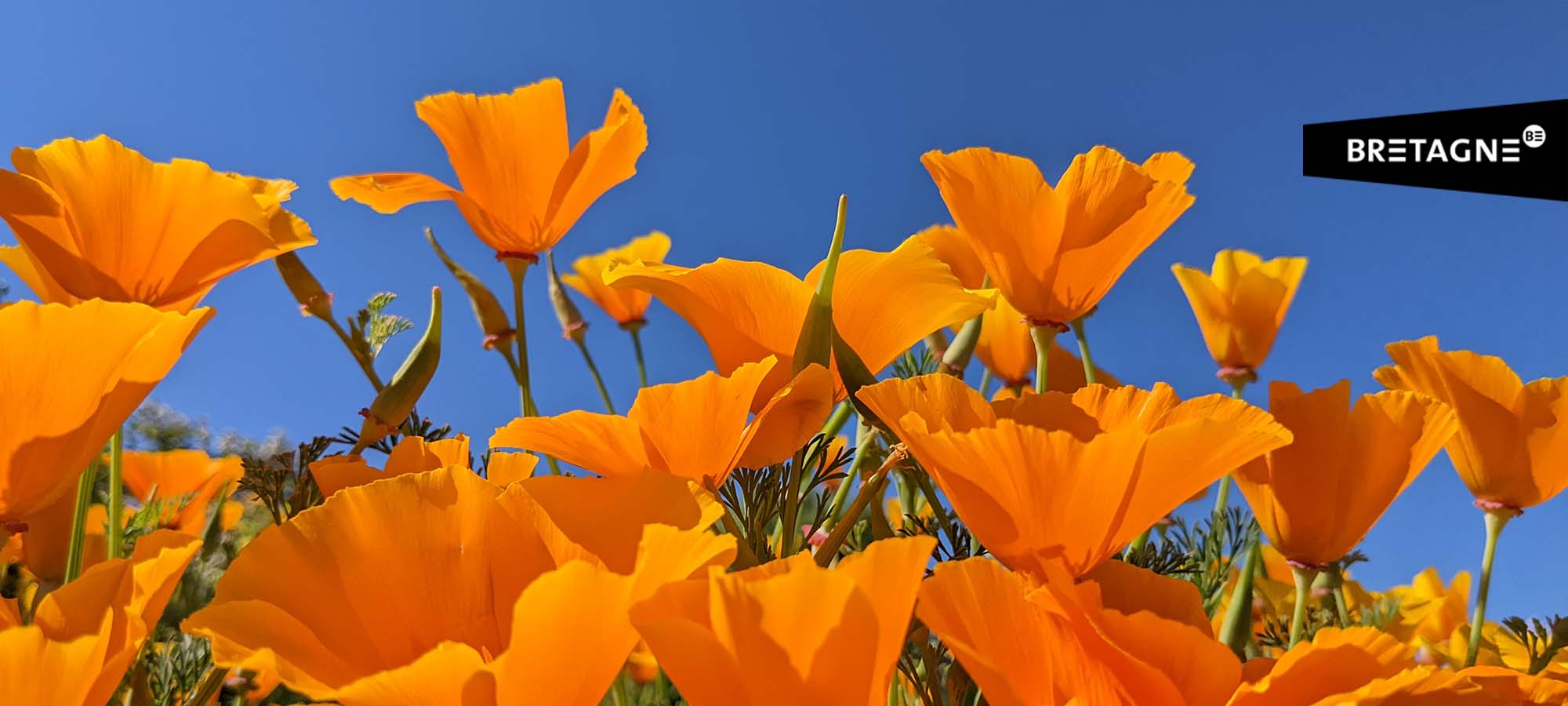 Coquelicots