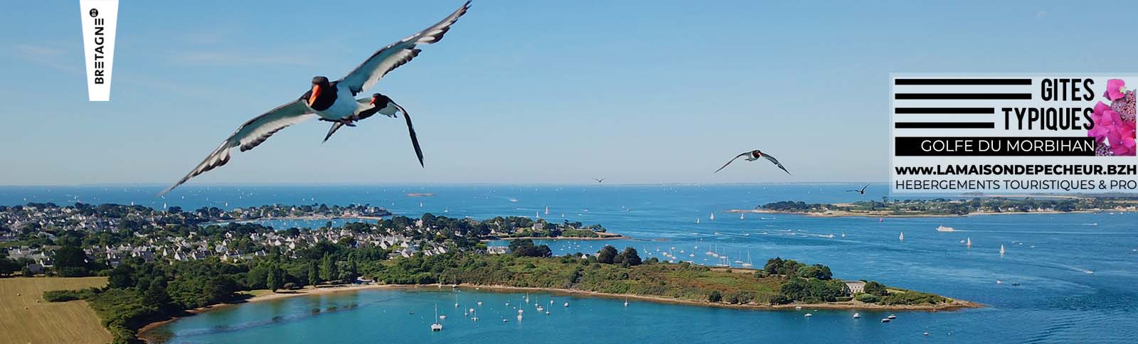huitriers survolant l'entrée du Golfe du Morbihan