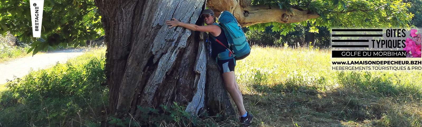 Vieil arbre autour des Gites Typiques Golfe du Morbihan